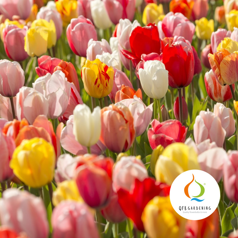 2077-Tulipa-Darwin-Hybride-Mix-logo