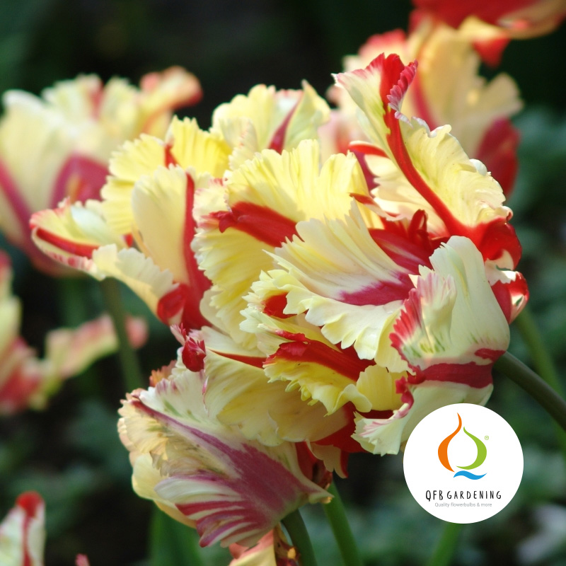 2210-Tulipa-Flaming-Parrot-logo
