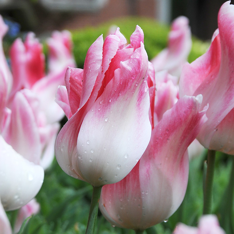 Tulip Holland Chic