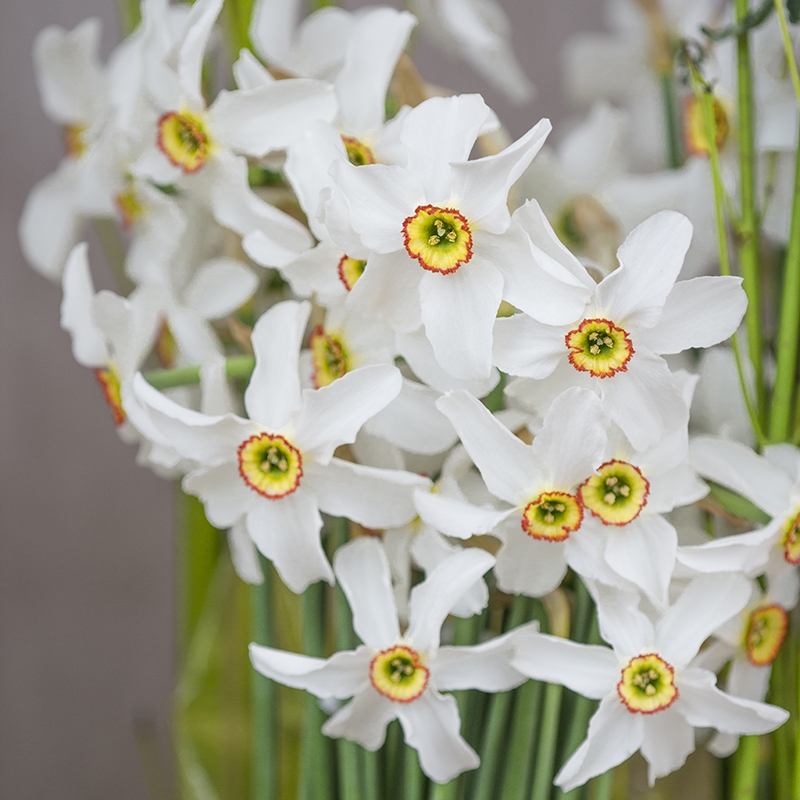 narcissus_poeticus_recurvus_dsc1873 Daffodil Recurvus