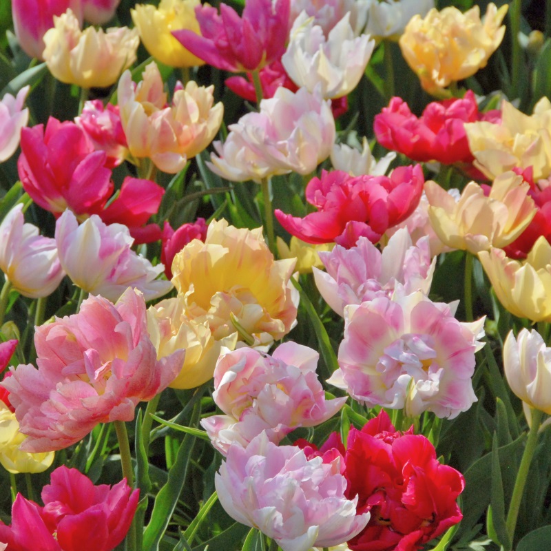 2170_1 Tulip Double Mix "Best Friends"
