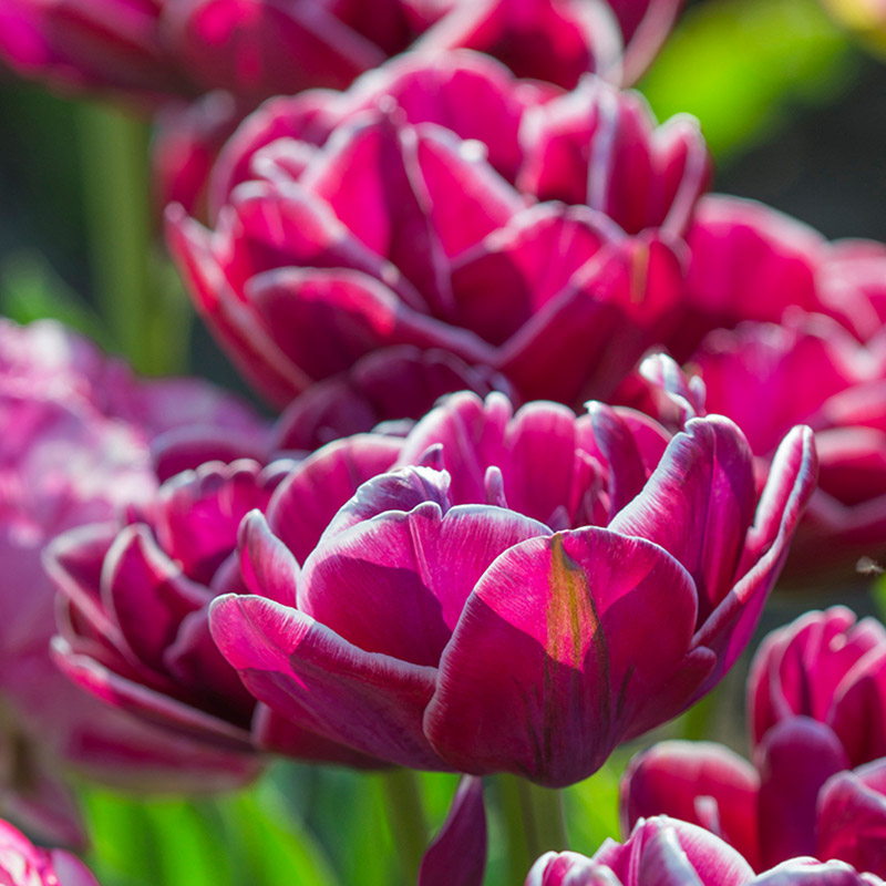 Tulip Dream Touch®
