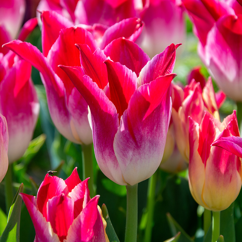 2049-Tulipa-Whispering-Dream-02