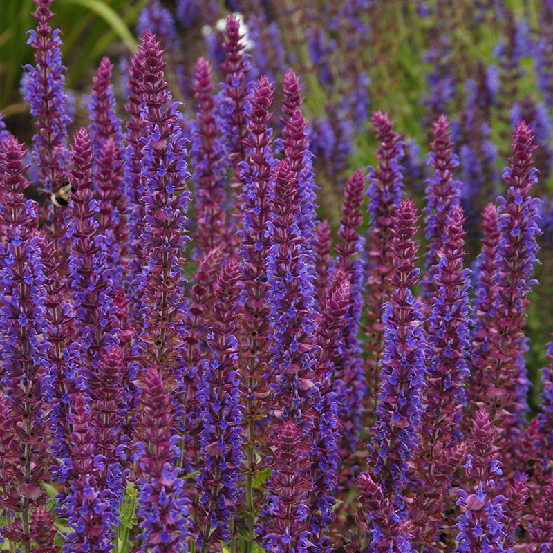 Balkan clary (Salvia nem.) 'Ostfriesland'