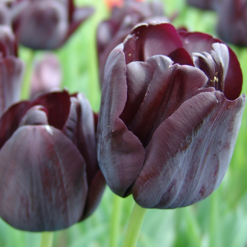 Tulip Paul Scherer