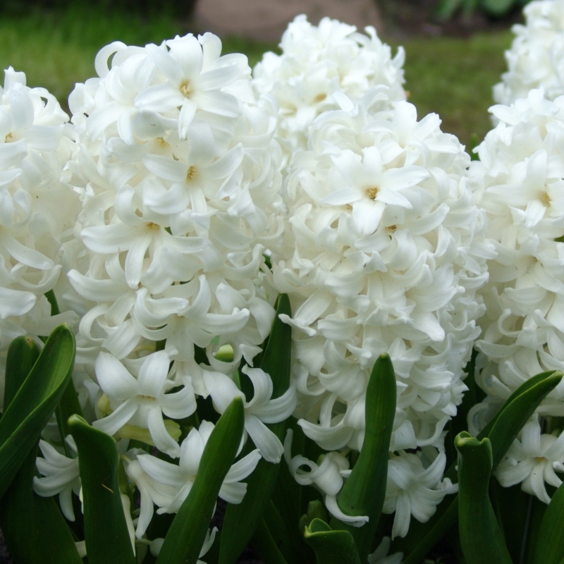 Hyacinth Carnegie
