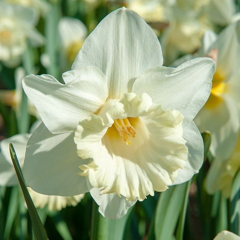 Narcissus Mount Hood