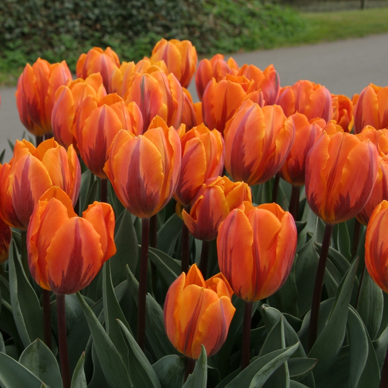 2420 Tulip Prinses Irene