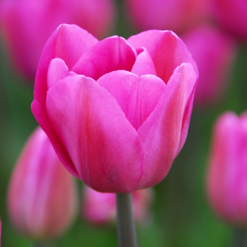 Tulip Don Quichotte