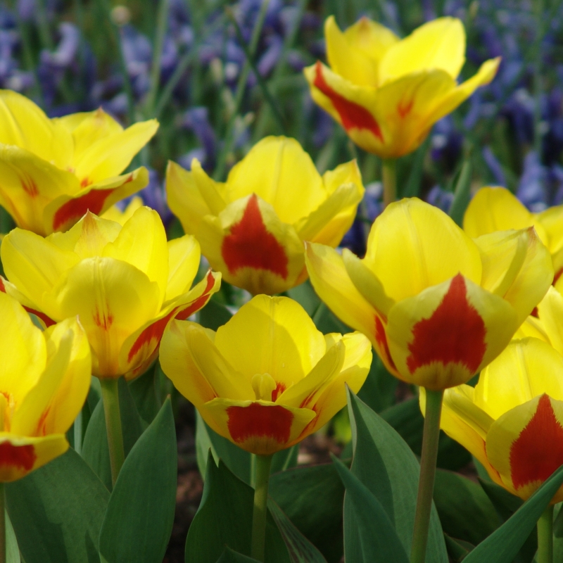 Tulip Stresa