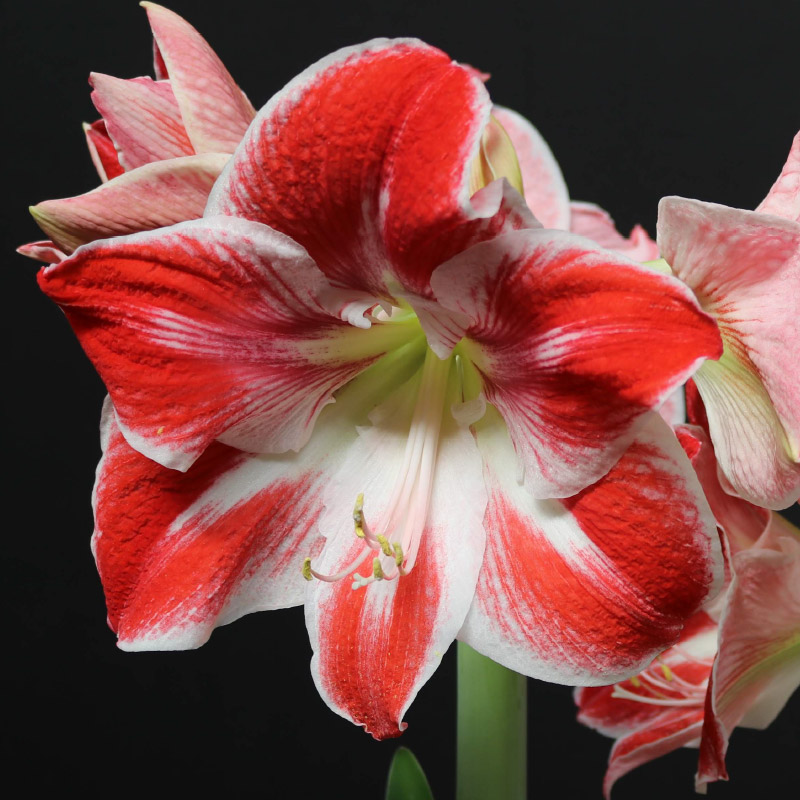 9442-KKH-Amaryllis-Gestreept Amaryllis Striped