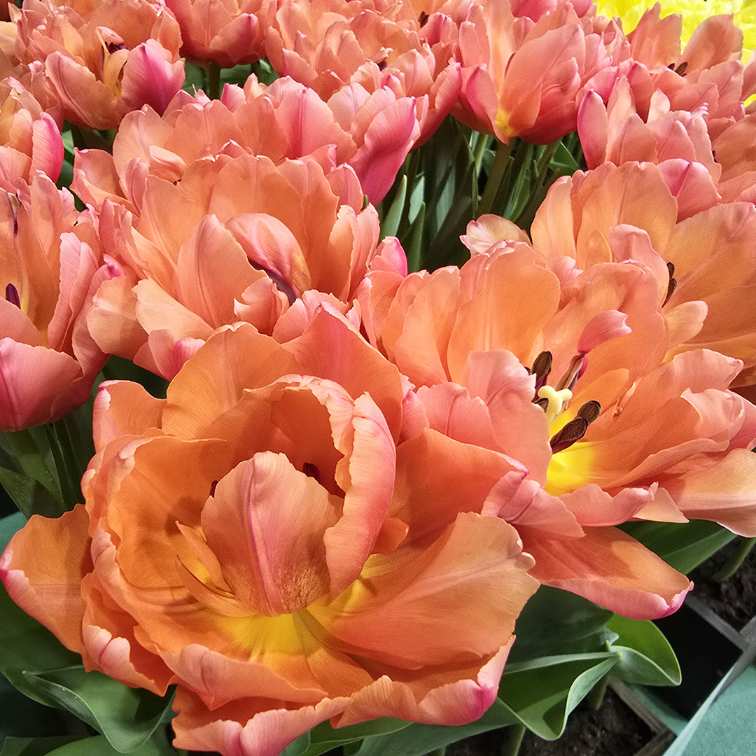 Tulip Salmon Symbiose