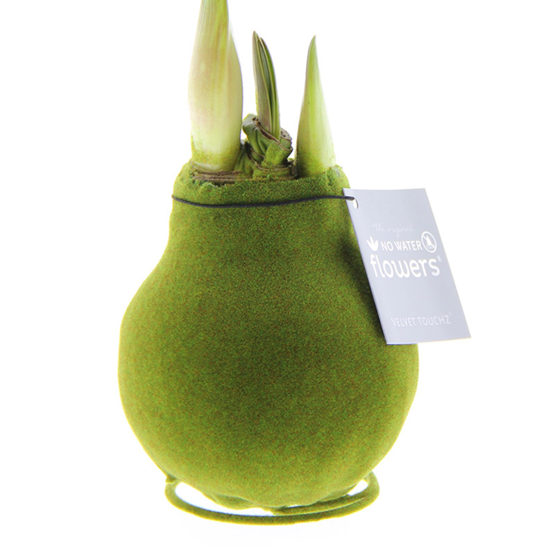 Wax Amaryllis Velvet Touchz Moss Green