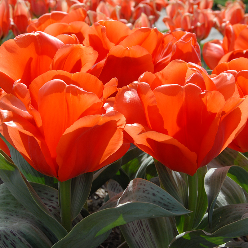 Tulip Giant Orange Sunrise