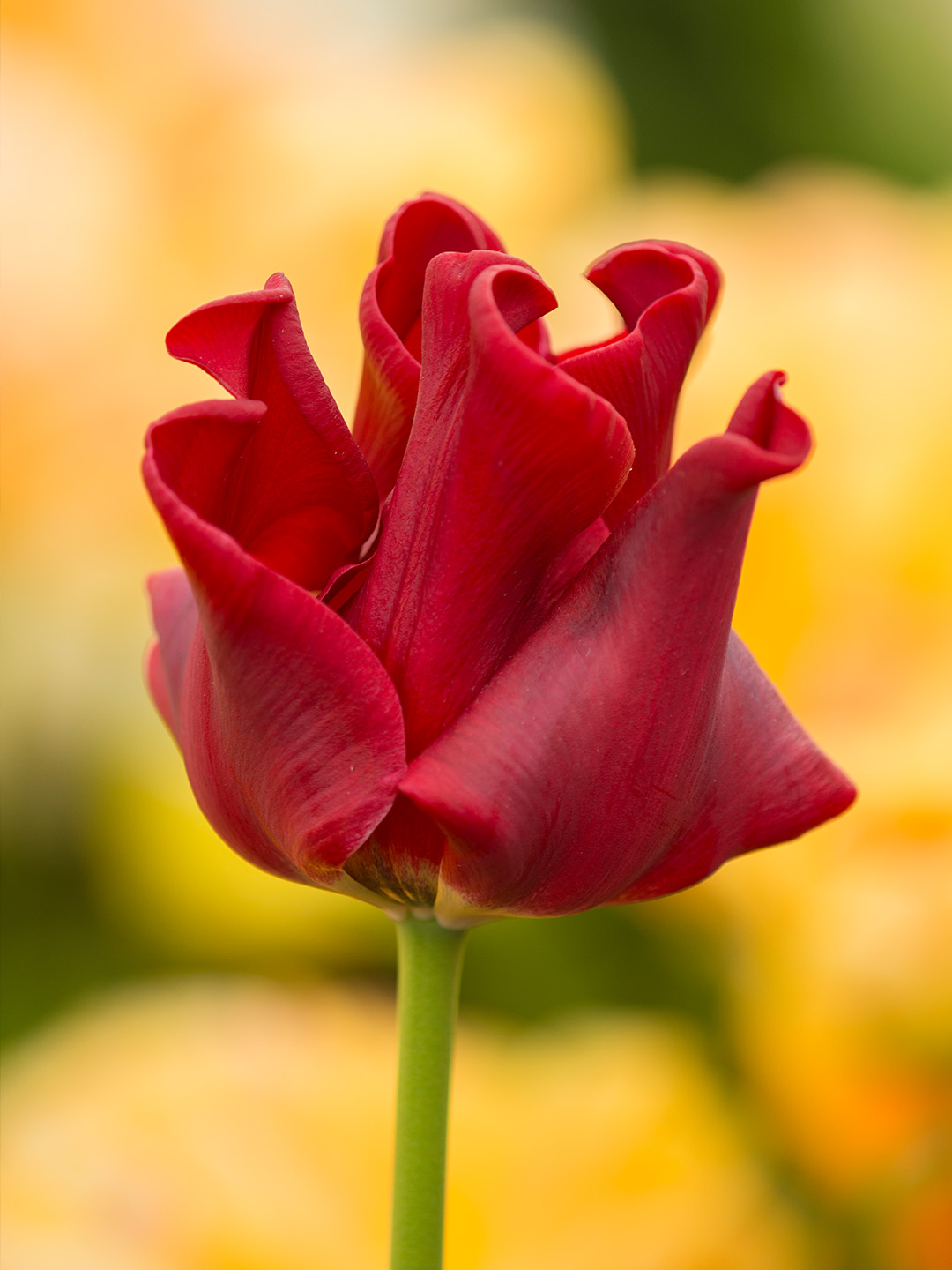 Tulip Red Dress