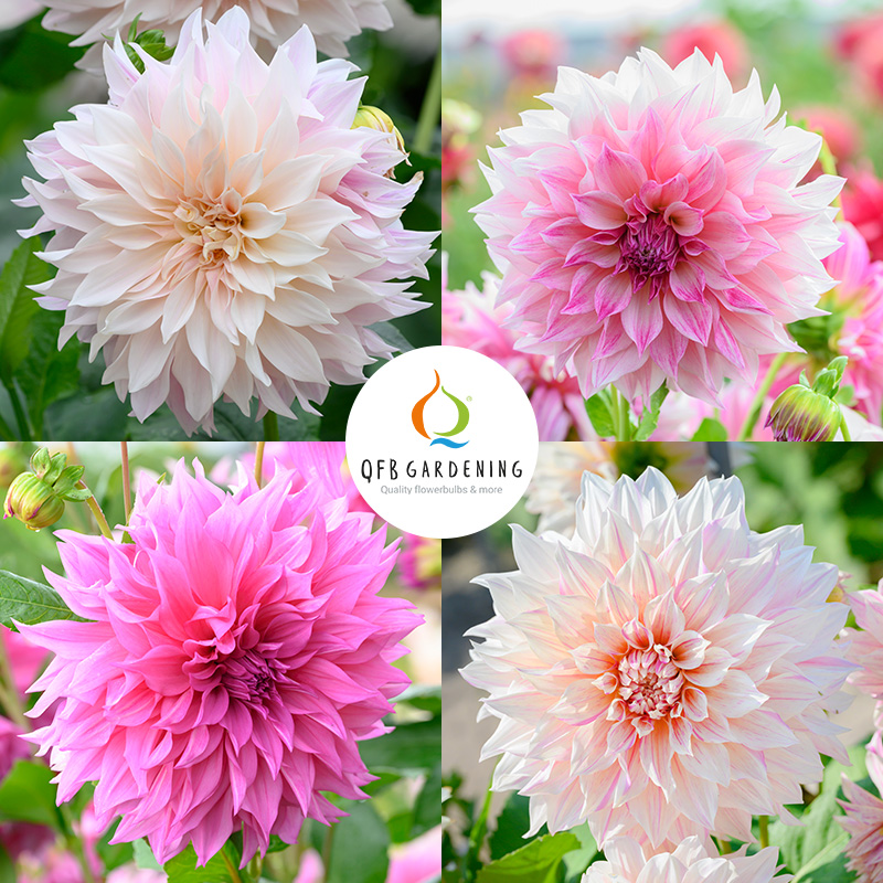 Dinnerplate Dahlia Collection “Café au lait“