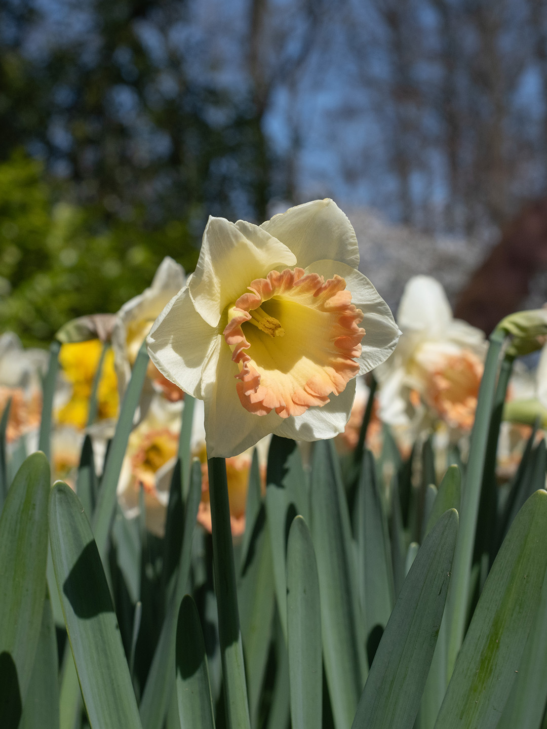 Narcissus-Martha-Steward-02