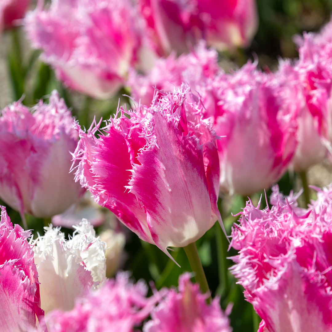 Tulip Drakensteyn