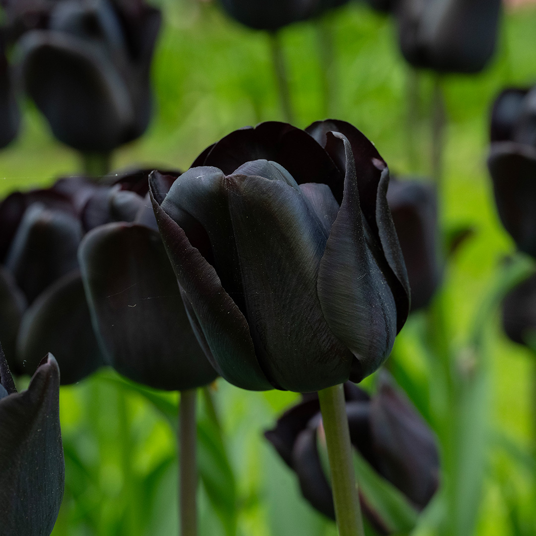 Tulip Nightwish