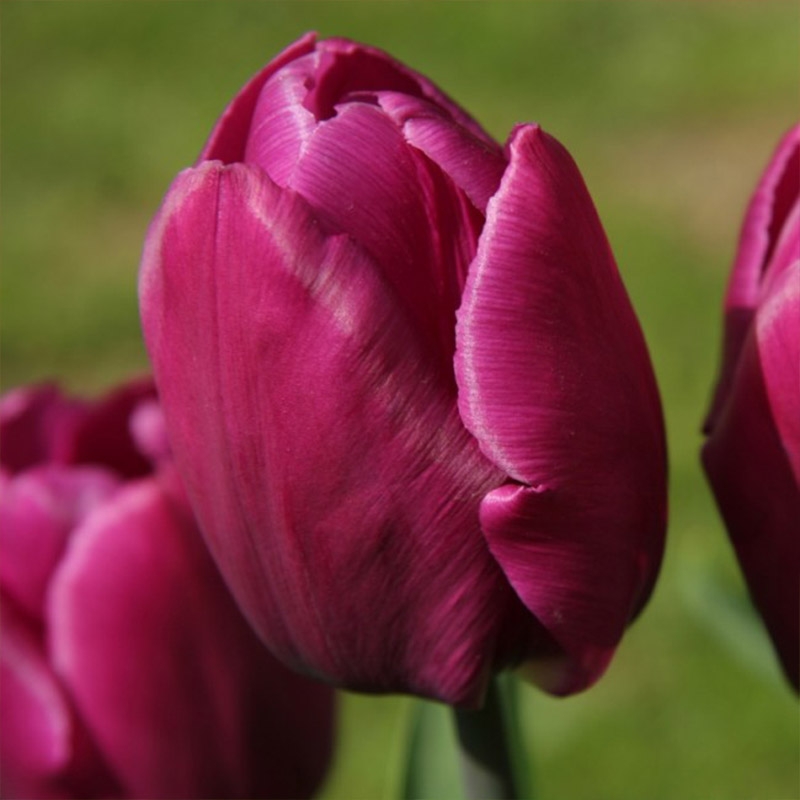 XL-Pack Tulip Purple Prince®