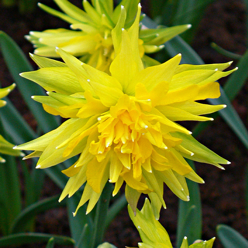 Daffodil Rip van Winkle