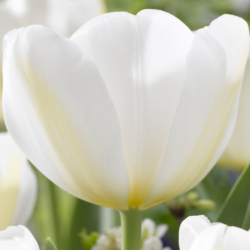 2035 Tulip Angels Wish