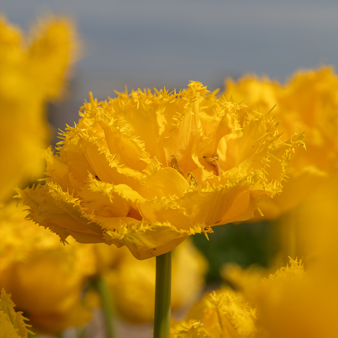 Tulip Mon Amour