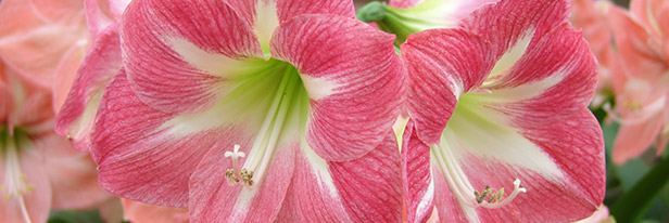 Amaryllis-enkel-menu
