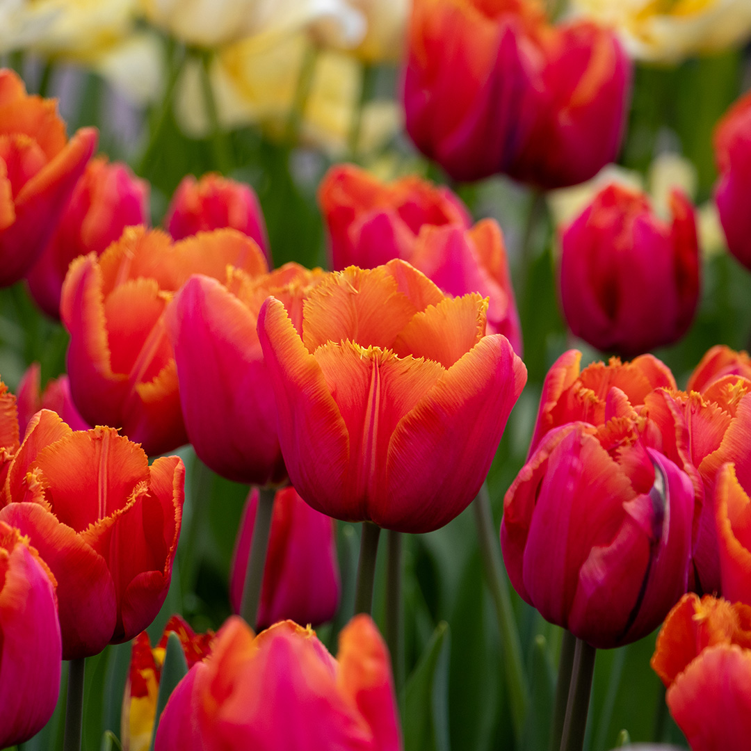 Tulip Louvre Orange