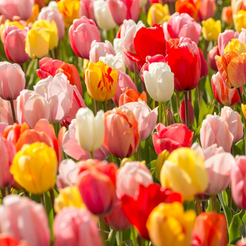 XL-Pack Tulip Darwin Hybrid mix