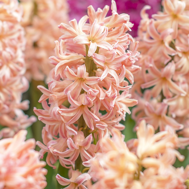 Hyacinth Gipsy Queen