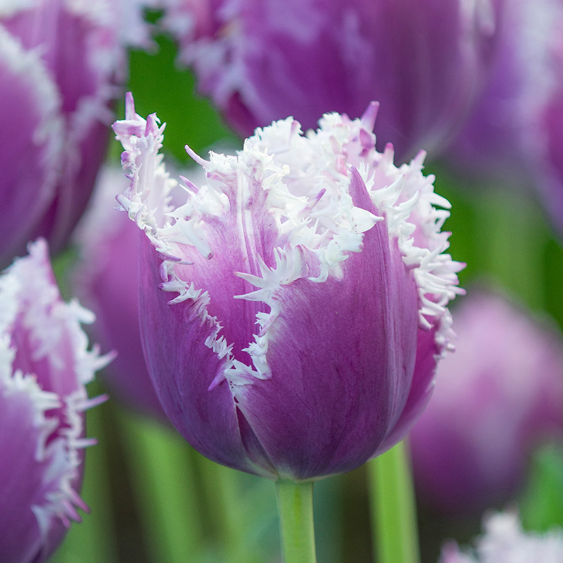 Tulip Cummins