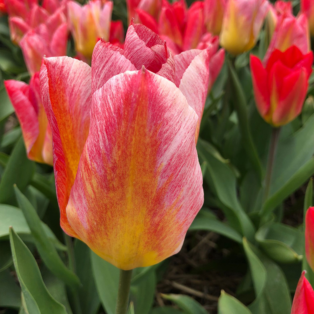 Tulip Flaming Fantasy