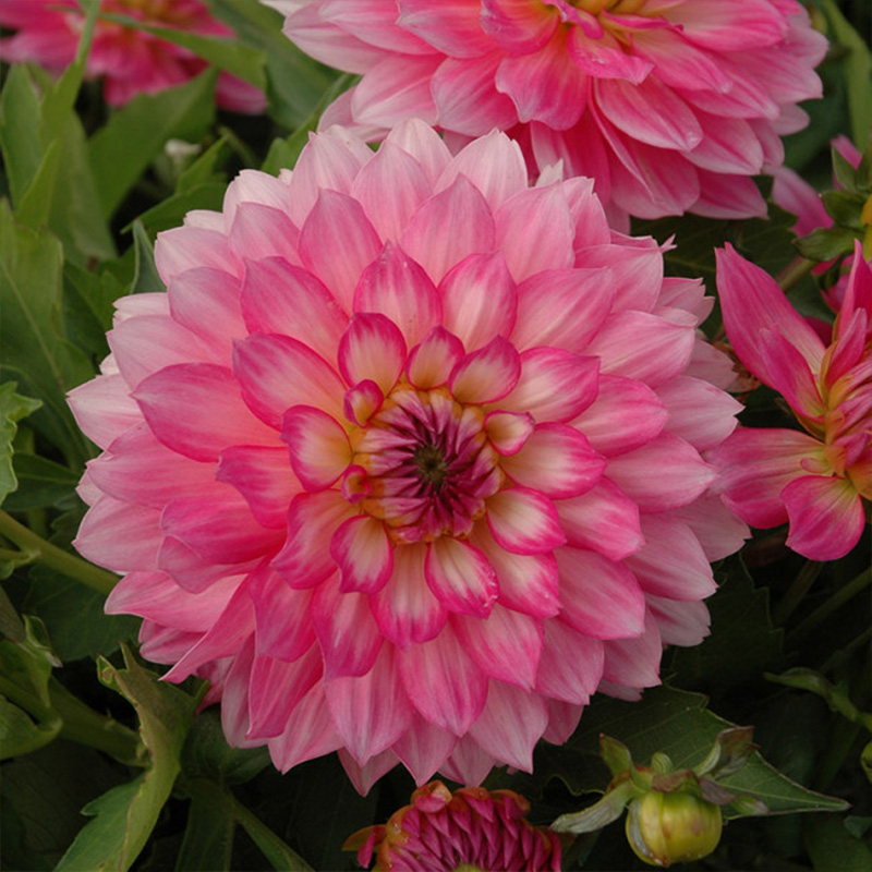 Balcony Summer Flower Mixture "Tropical Summer“