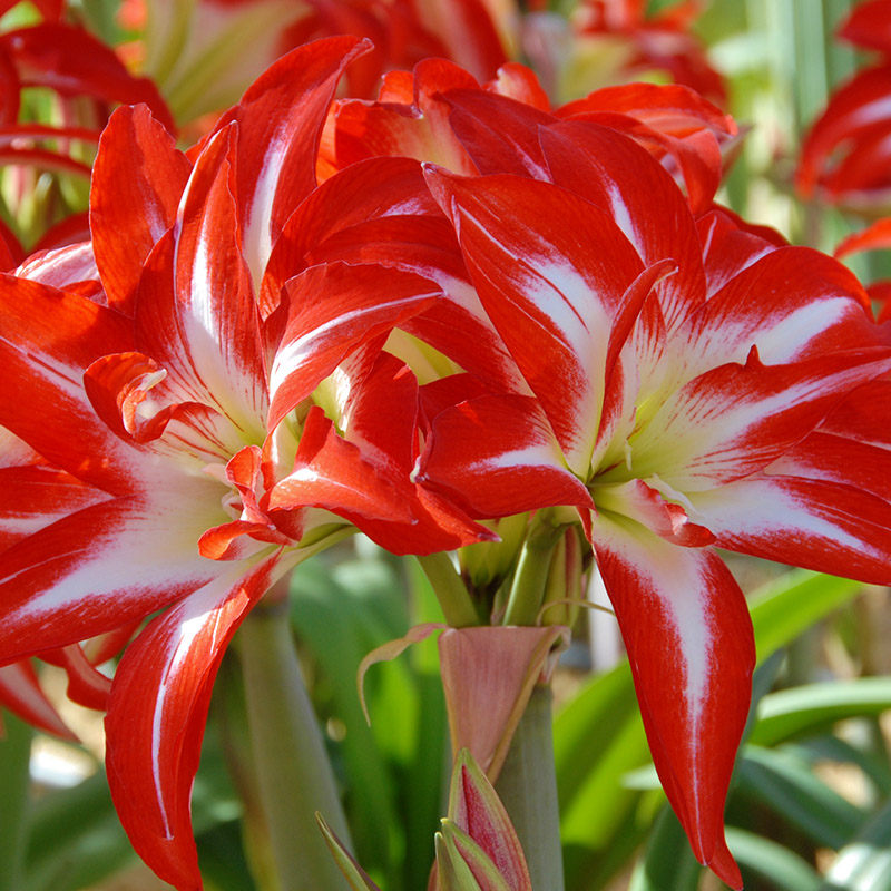 amaryllis-splash Amaryllis Splash