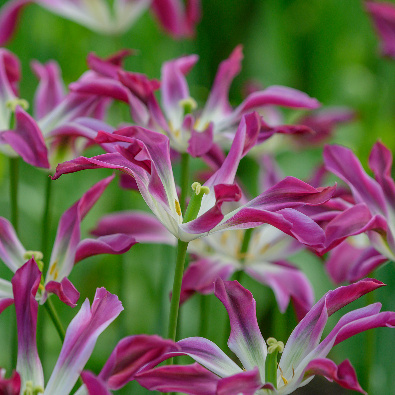 Tulip Purple Dance 