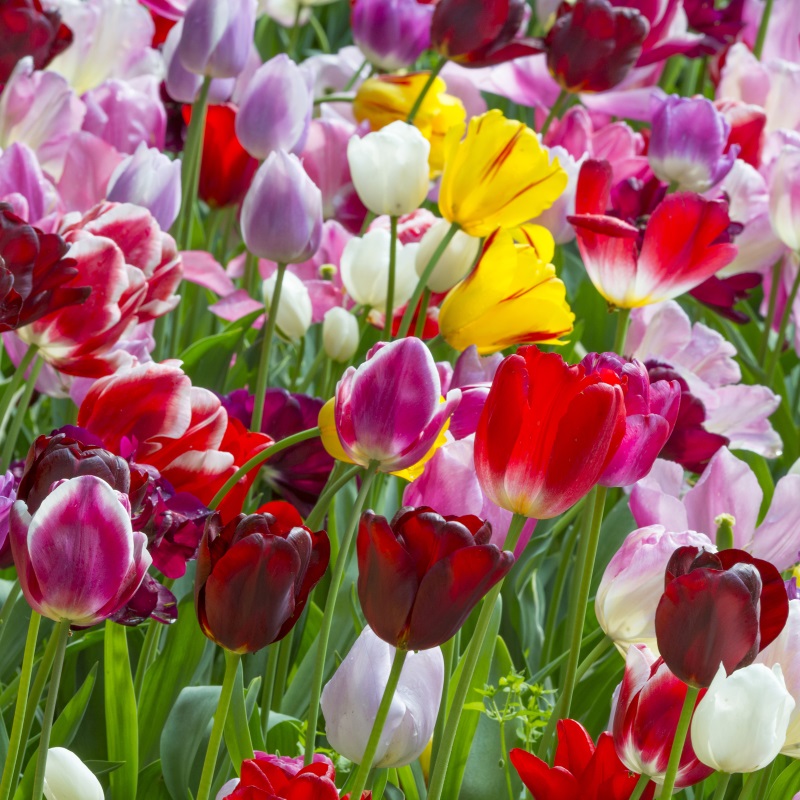 Tulip Triumph Mix