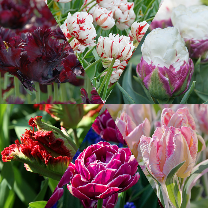 Exclusive Tulip Bulb Collection