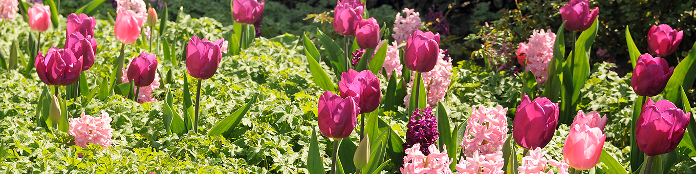 Combine perennials with flower bulbs