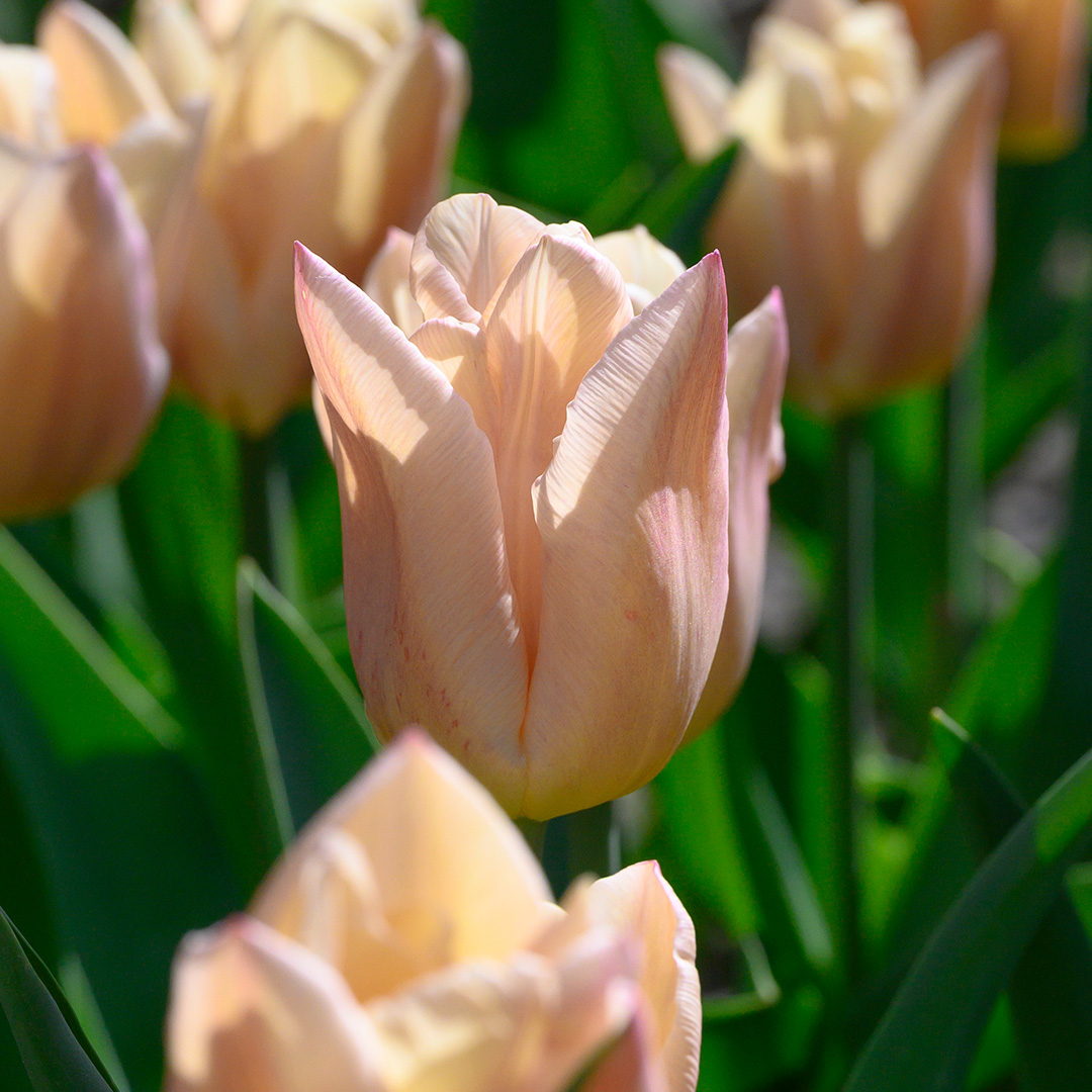 Tulip Apricot Copex® Tulip Apricot Copex®
