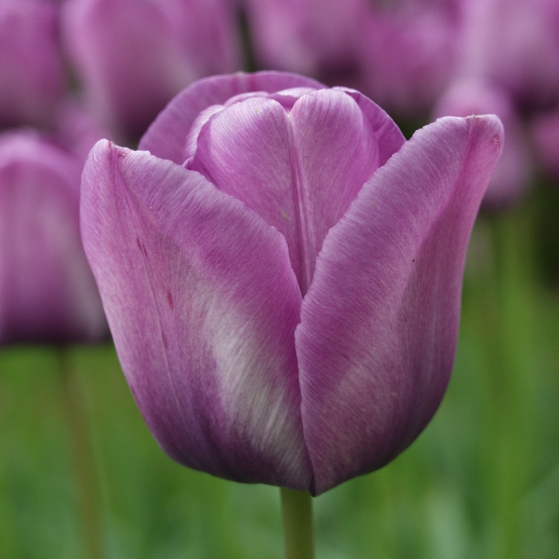 Tulip Bleu Aimable