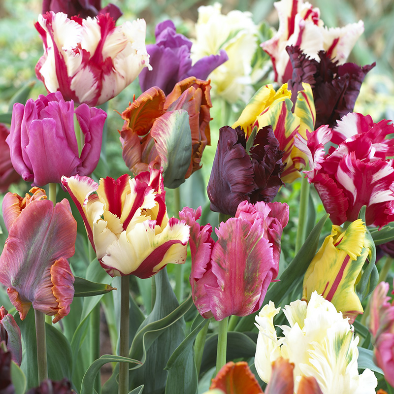 Parrot Tulip Bulb Collection 