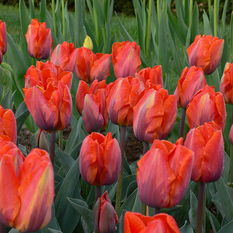 2014-Tulipa-Hermitage-02