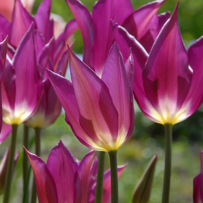 2277-Tulipa-Purple-Dream