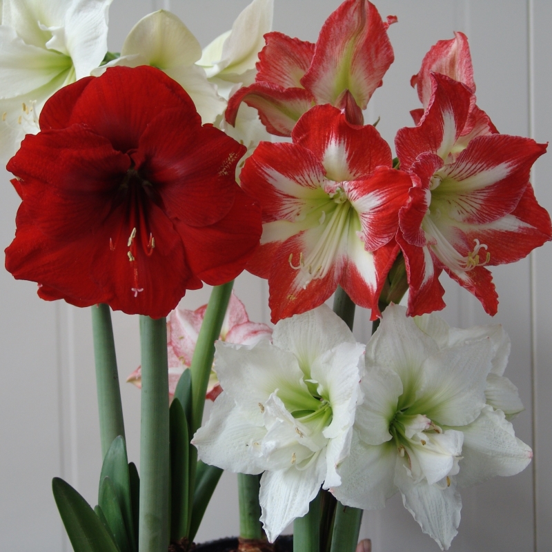 mix_1 Amaryllis Surprise mix