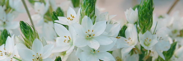 Ornithogalum-menu