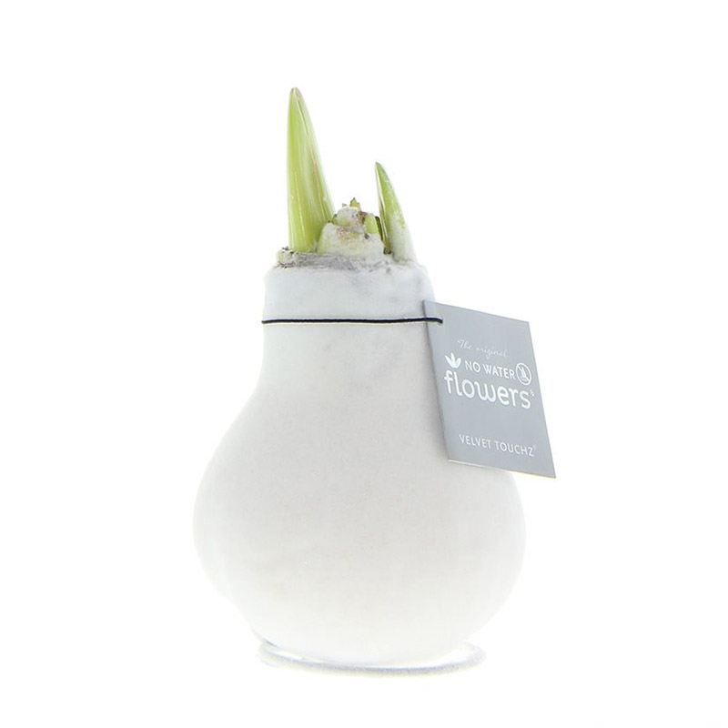 Wax Amaryllis Velvet Touchz White