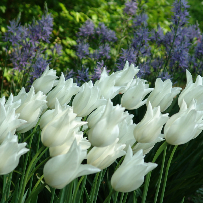 2560-Tulipa-White-Triumphator-02