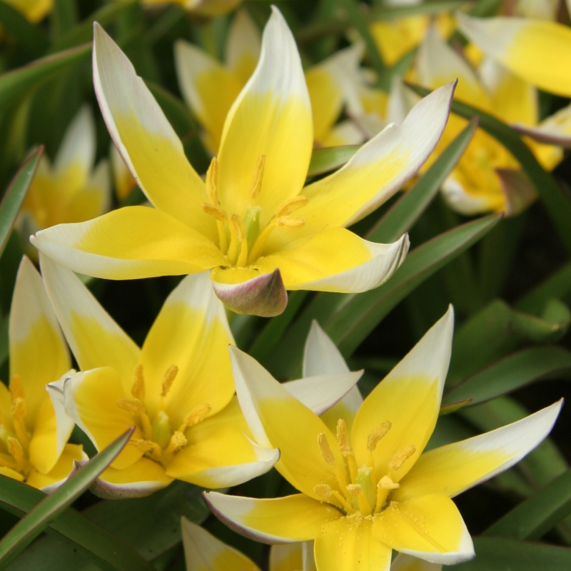 Tulip Tarda