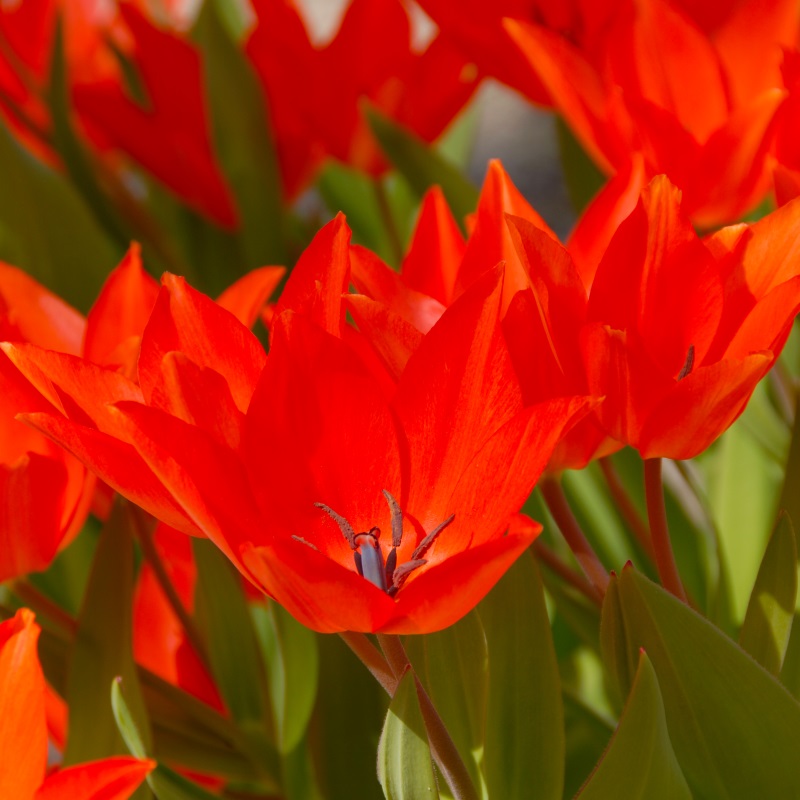 Tulip praestans Fusilier